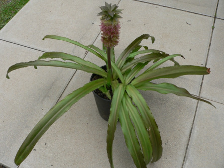 Eucomis ´Dwarf Pink´